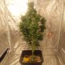 Качественные семена конопли Auto Easy Ryder feminised Ganja Seeds