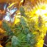 Семена конопли оптом Auto Easy Ryder feminised Ganja Seeds