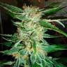 Colossus feminised GanjaVIP Seeds