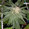 Super Skunk feminised Breeders Community Seeds Super Skunk feminised Breeders Community Seeds