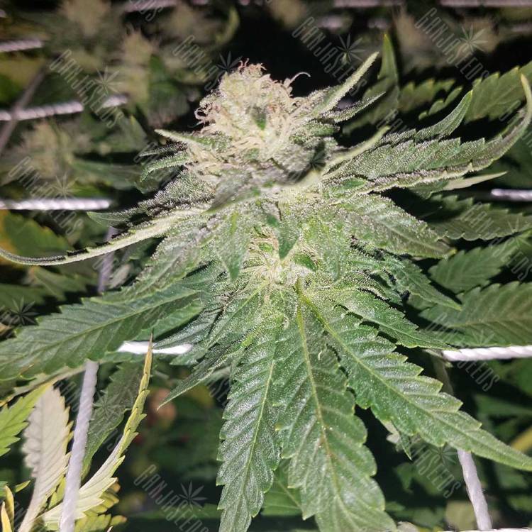 Super Skunk feminised Breeders Community Seeds Super Skunk feminised Breeders Community Seeds