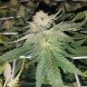 Super Skunk feminised Breeders Community Seeds Super Skunk feminised Breeders Community Seeds