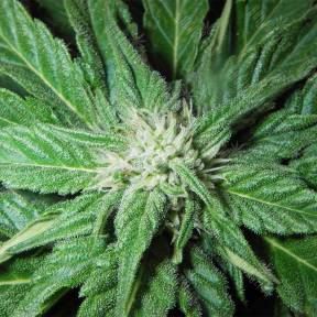 Auto Roadrunner2 regular Ganja Seeds