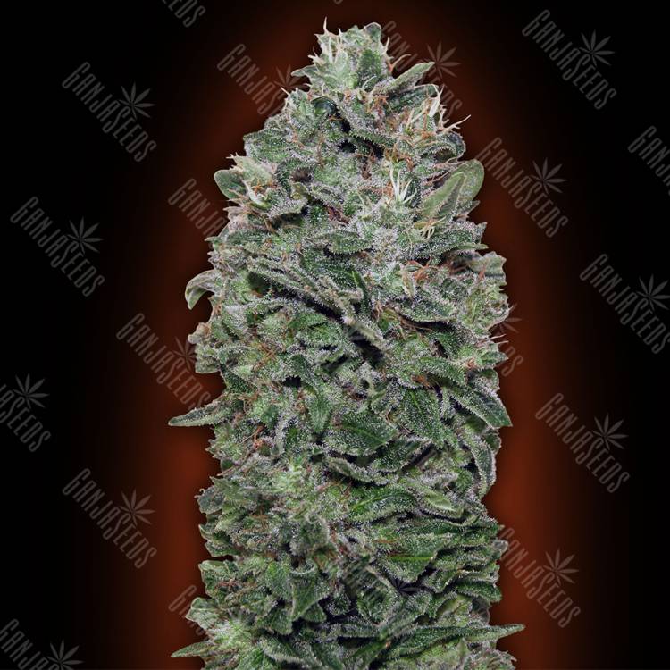 семена конопли наложенным платежом Sweet Soma feminised 00 Seeds