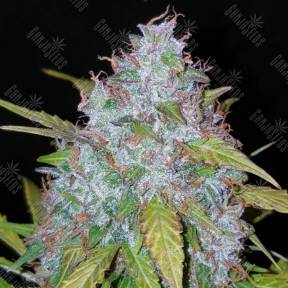 Auto Californian Snow feminised Fast Buds