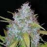 где заказать семена конопли Auto Californian Snow feminised Fast Buds