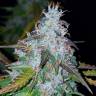 семена конопли почтой Auto Californian Snow feminised Fast Buds