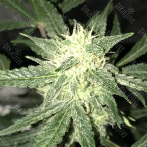 Auto OG Kush feminised Nirvana Seeds