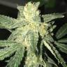 семена конопли для посадки купить Auto OG Kush feminised Nirvana Seeds