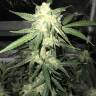 семена конопли курьером Auto OG Kush feminised Nirvana Seeds