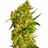 семена конопли Auto Big Devil #2 feminised Sweet Seeds семена конопли Auto Big Devil #2 feminised Sweet Seeds