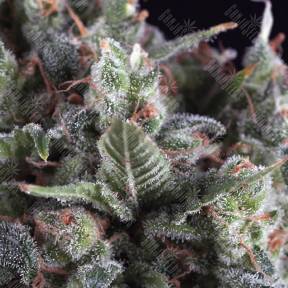 Olympia feminised Pyramid Seeds