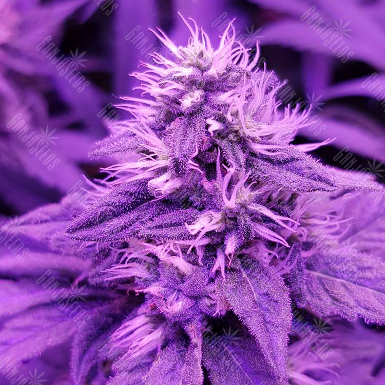 урожайные семена конопли Royal Moby feminised Royal Queen
