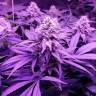 купить семена конопли Royal Moby feminised Royal Queen