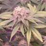 заказ семян конопли Ice Cool feminised Sweet Seeds