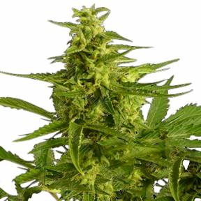 Auto Critical Hog feminised Ganja Seeds