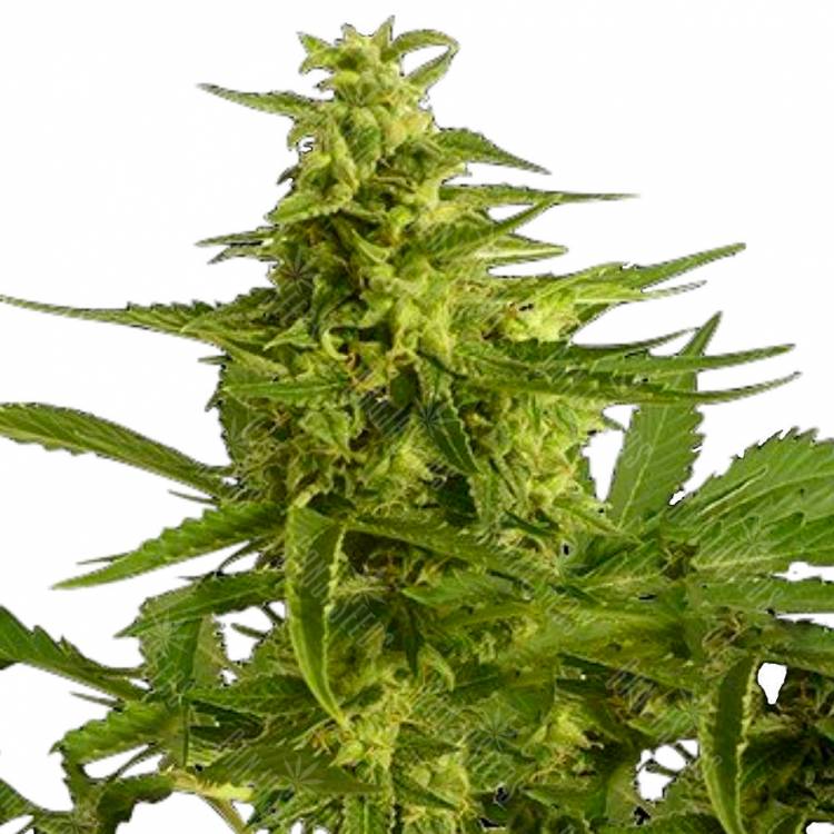 Семена конопли для новичков Auto Critical Hog feminised Ganja Seeds