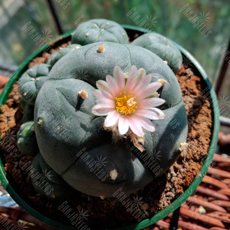 Семена кактуса Lophophora williamsii Семена кактуса Lophophora williamsii
