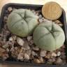Заказать семена кактуса Lophophora williamsii Заказать семена кактуса Lophophora williamsii