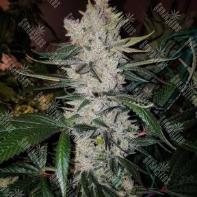 Gorilla Zkittlez feminised Ganja Seeds