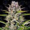 Gorilla Zkittlez feminised Ganja Seeds