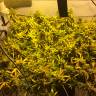 Daken feminised GanjaVIP Seeds