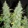 Daken feminised GanjaVIP Seeds