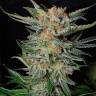 Daken feminised GanjaVIP Seeds