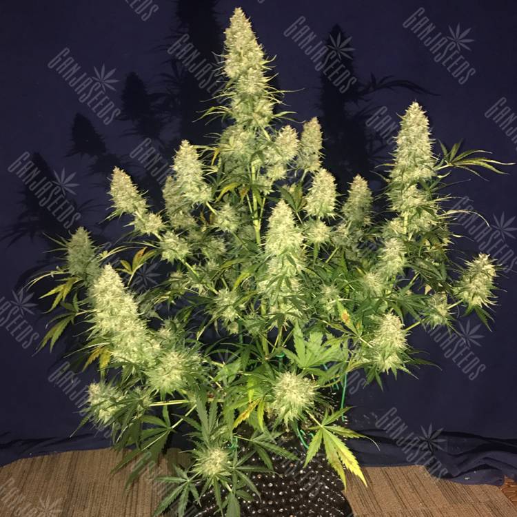 Glueberry O.G. feminised Dutch Passion Seeds