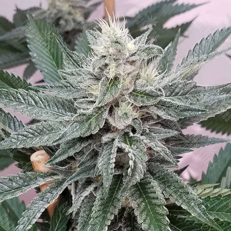 White Express feminised Breeders Community Seeds White Express feminised Breeders Community Seeds