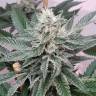 White Express feminised Breeders Community Seeds White Express feminised Breeders Community Seeds