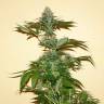 заказ семян конопли Спб Auto Russian Rocket Fuel regular