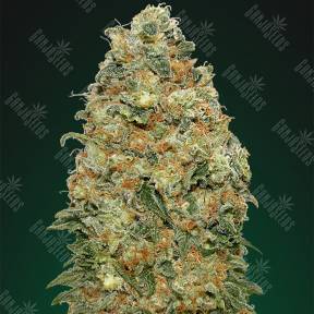 White Widow feminised 00 Seeds