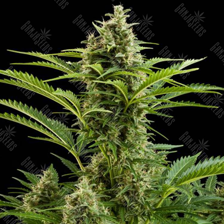 семена конопли с доставкой Auto Buddha Vesta feminised Buddha Seeds