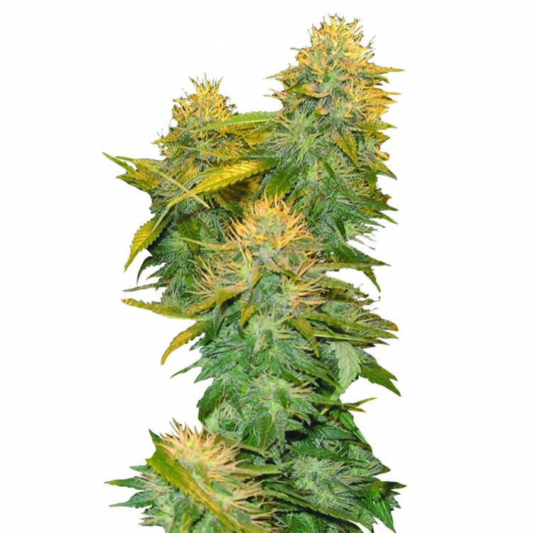 хорошие семена конопли DNA Mix Pack regular DNA Genetics