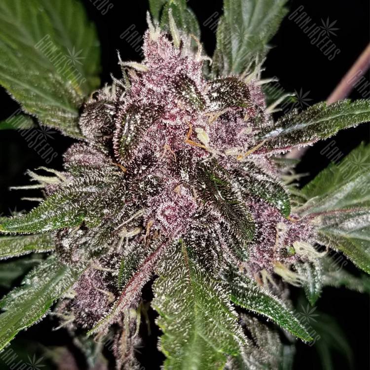 где можно заказать семена конопли Auto Crystal Meth feminised Fast Buds