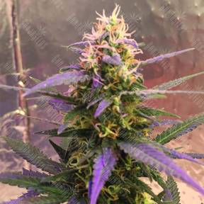 Auto Short Rider feminised Nirvana Seeds