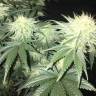 хорошие семена конопли Indigo Berry Kush feminised Sweet Seeds