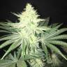 конопля семена сорта заказать Indigo Berry Kush feminised Sweet Seeds