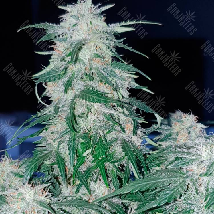Семена конопли Auto Northern Hog feminised Ganja Seeds