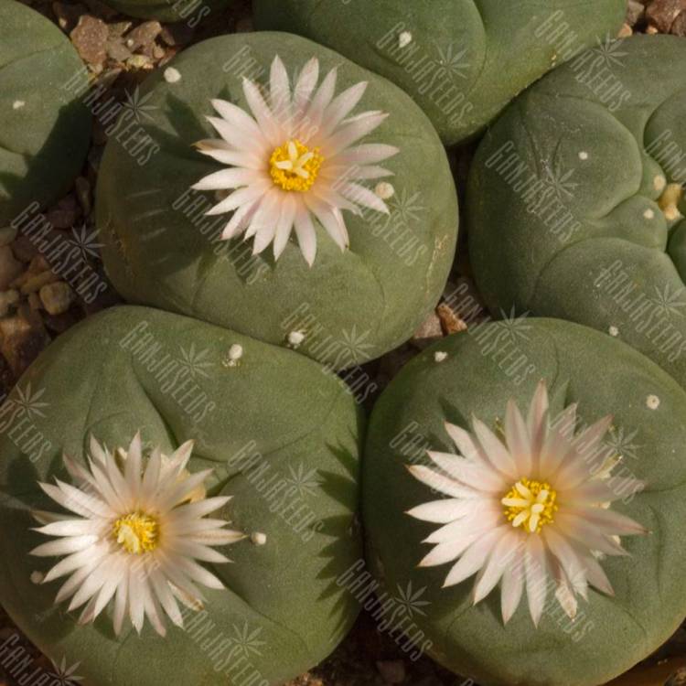 Семена кактуса Lophophora echinata var. diffusa Семена кактуса Lophophora echinata var. diffusa