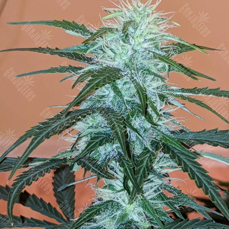 качественные семена конопли Anesthesia regular Ganja Seeds качественные семена конопли Anesthesia regular Ganja Seeds