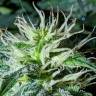 регулярные семена конопли купить Anesthesia regular Ganja Seeds регулярные семена конопли купить Anesthesia regular Ganja Seeds