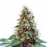 Deathlok feminised GanjaVIP Seeds