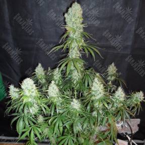 Arjan's Haze 2 feminised Green House Seeds