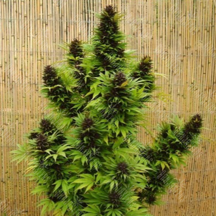 Hollands Hope feminised Dutch Passion Seeds