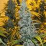 White Haze feminised Breeders Community Seeds