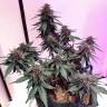 семена конопли марихуаны Auto Santa regular
