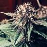 семена конопли аутдор Auto Santa regular