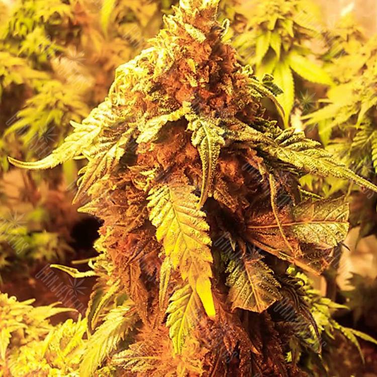 конопля семена сорта заказать LA Cannalope regular DNA Genetics